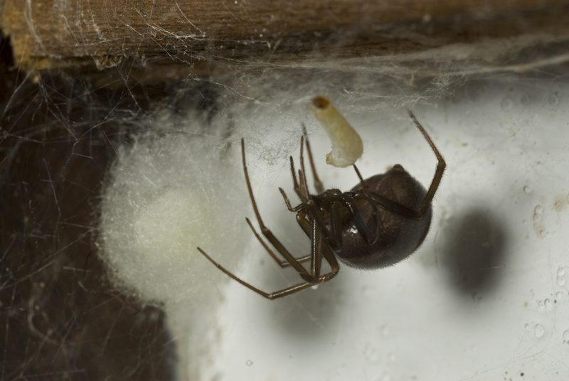 Steatoda sp.